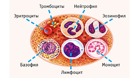 иммунологические исследования