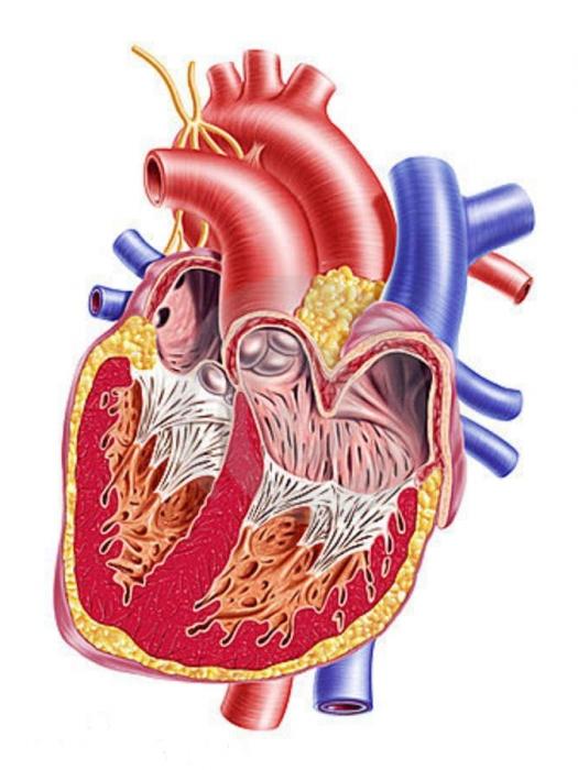 внутреннее строение сердца