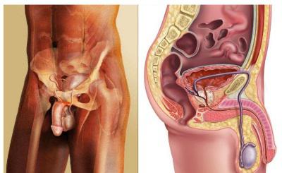 Половая система мужчины