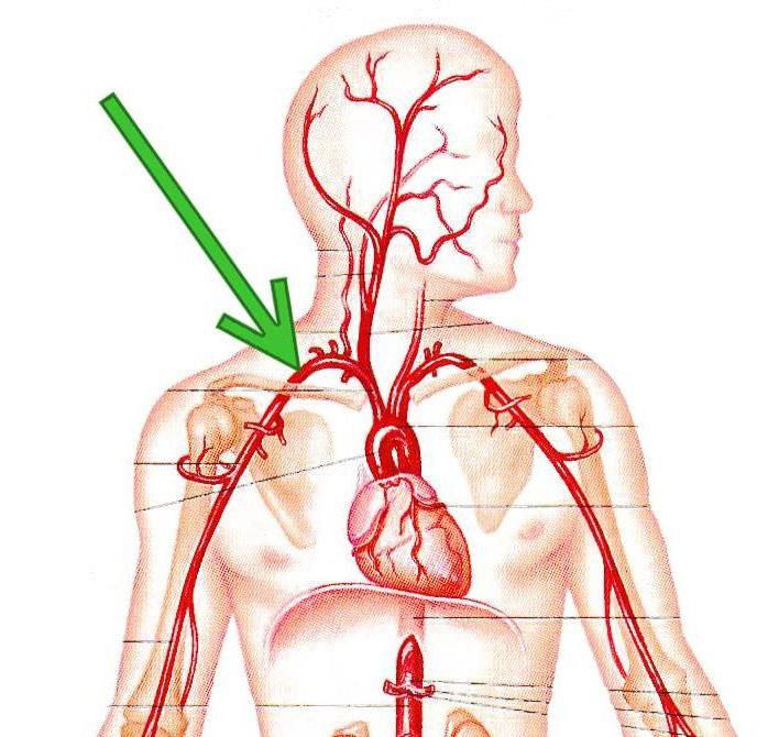 подключичная артерия 