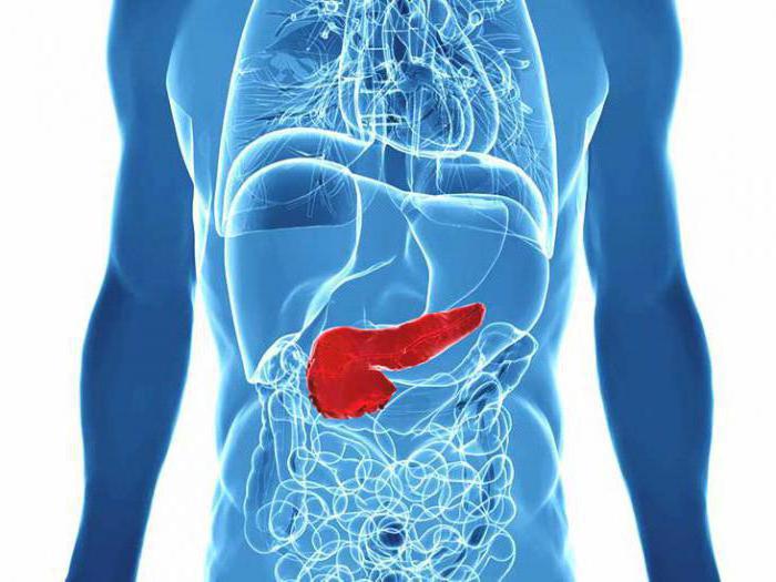 какой орган человека вырабатывает инсулин 