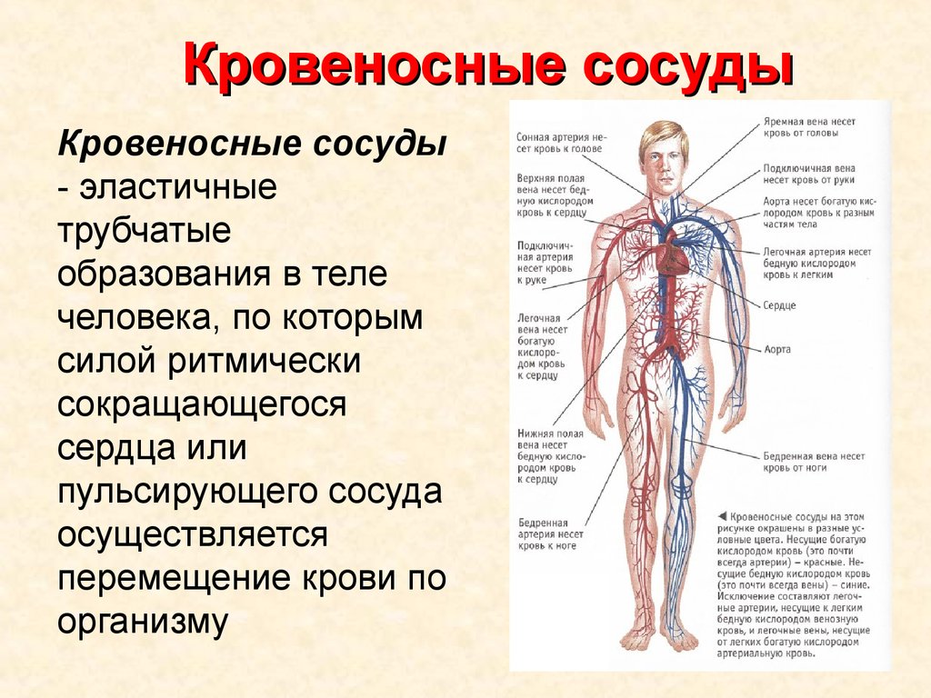 Схема строения сосудов человека