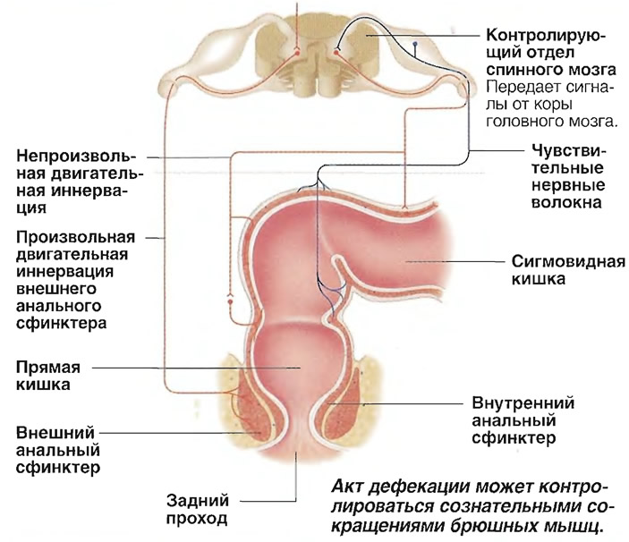 дефекация у человека