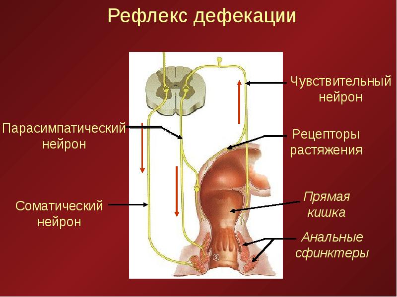 дефекация кишечника