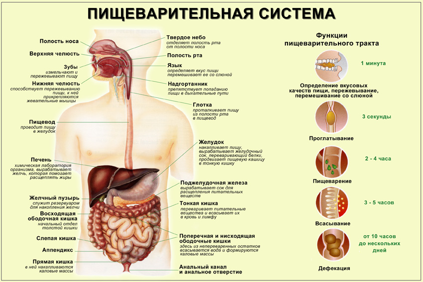 дефекация что это