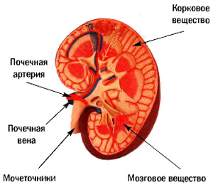 строение почки