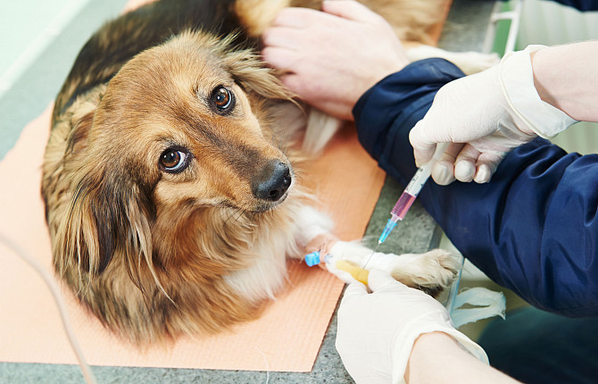 Гипергликемия у собак и кошек – причины, симптомы, лечение - ВЦ ...
