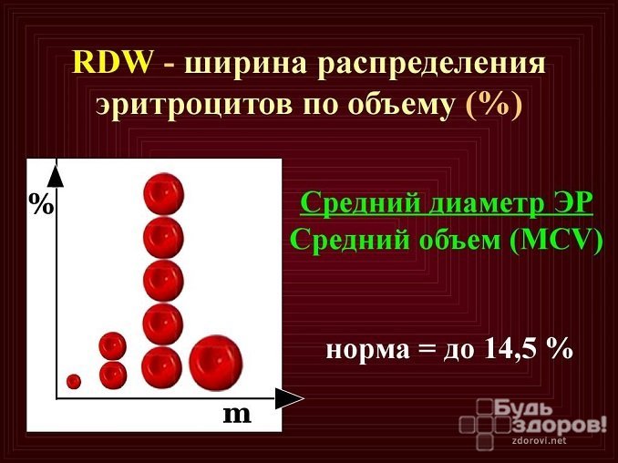 Эритроцитарный индекс RDW отражает степень неоднородности эритроцитов по объему