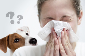 Что делать при аллергии на собак